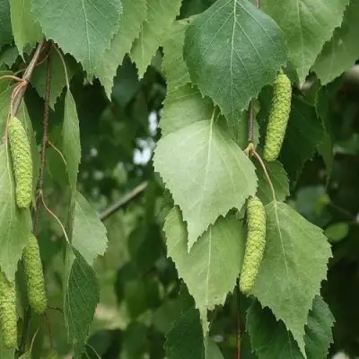 Береза бумажная в Слуцке
