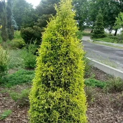 Можжевельник ГОЛД КОН обыкновенный в Слуцке