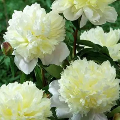 Пион ЛАУРА ДЕСЕРТ травянистый в Слуцке