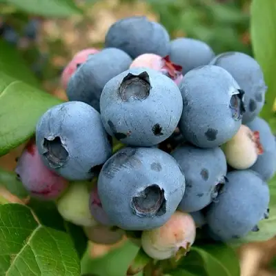 Голубика КОЛЛИНЗ в Слуцке