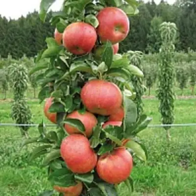 Яблоня ЯНТАРНОЕ ОЖЕРЕЛЬЕ колонновидная в Слуцке