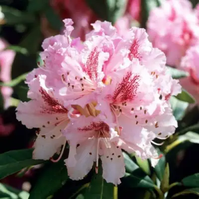 Рододендрон ЧИР в Слуцке