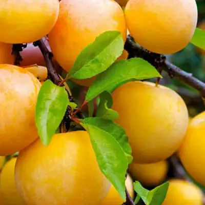 Слива МЕДОВАЯ ЖЁЛТАЯ в Слуцке