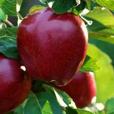 Яблоня РЕД ЧИФ в Слуцке