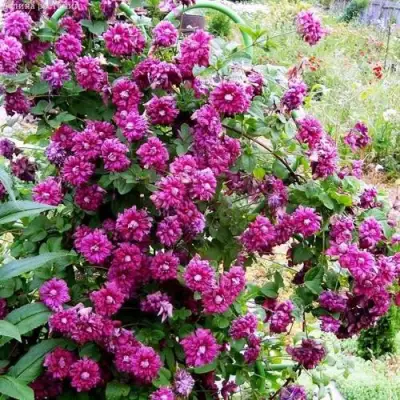 Клематис ПУРПУРЕА ПЛЕНА ЭЛЕГАНС в Слуцке