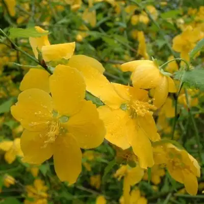 Керрия японская ГОЛДЕН ГИНЕЯ в Слуцке