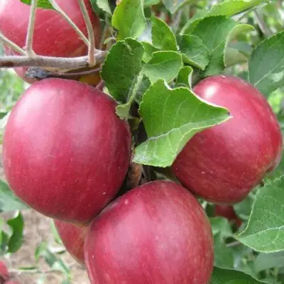 Яблоня МОСКОВСКОЕ ОЖЕРЕЛЬЕ колонновидная в Слуцке