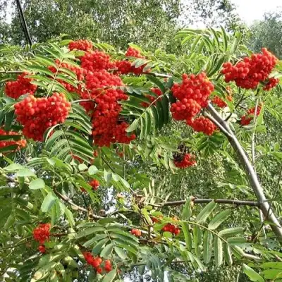 Рябина САХАРНАЯ ПЕТРОВА сладкоплодная в Слуцке