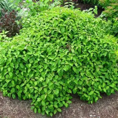 Дерен КЕЛСЕИ шелковистый  в Слуцке