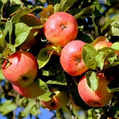 Яблоня ЯБЛОЧНЫЙ СПАС в Слуцке