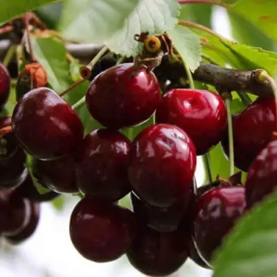 Вишня НОВОДВОРСКАЯ в Слуцке