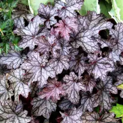 Гейхера ШУГА ФРОСТИНГ в Слуцке