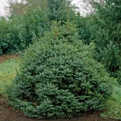 Ель НАНА сербская в Слуцке