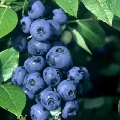 Голубика НОРТ КАНТРИ в Слуцке