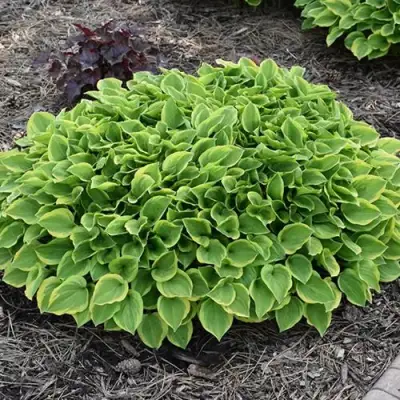 Хоста ГОЛДЕН ТИАРА в Слуцке