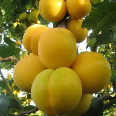 Слива ЛОДВА в Слуцке