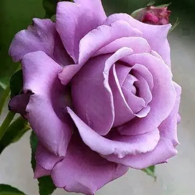 Роза МАЙЗЕР чайно-гибридная в Слуцке