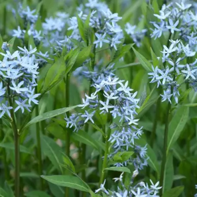 Амсония иволистная в Слуцке