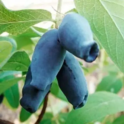 Жимолость съедобная АМФОРА в Слуцке