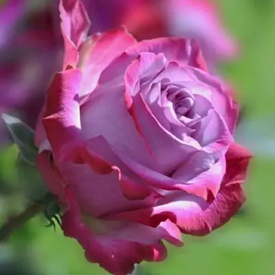 Роза ДИП ВОТЕР чайно-гибридная в Слуцке