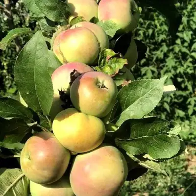 Яблоня ПРИОКСКОЕ колонновидная в Слуцке
