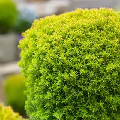 Туя АННИЕК западная в Слуцке