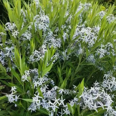 Амсония иволистная в Слуцке