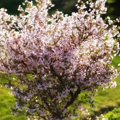 Сакура КОЙО НО МАЙ в Слуцке