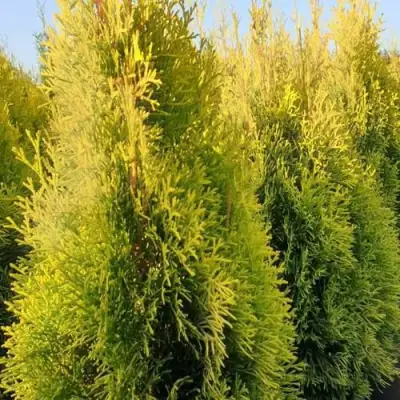 Туя ГОЛДЕН СМАРАГД западная в Слуцке