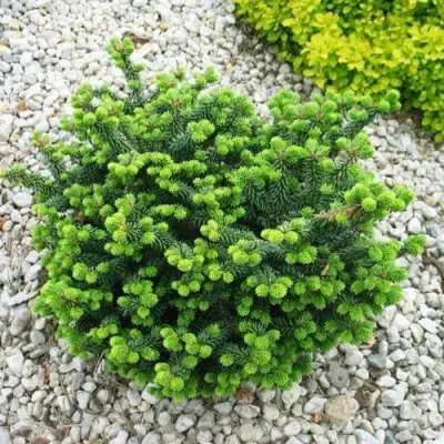 Пихта НАНА бальзамическая в Слуцке