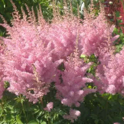 Астильба ЭДЕНС ОДИССЕЙ Арендса в Слуцке