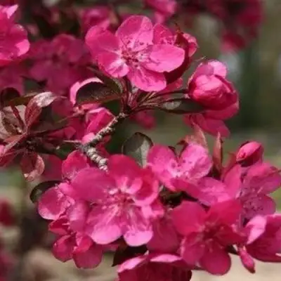 Яблоня РЕД КЕТТИ в Слуцке