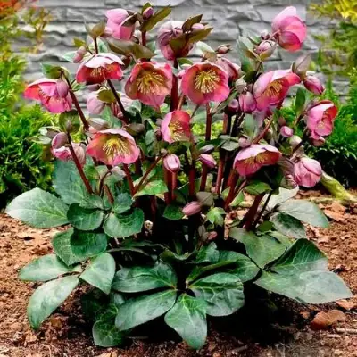 Морозник ВОСТОЧНЫЙ в Слуцке