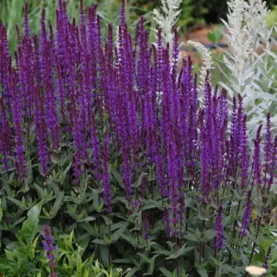 Шалфей КАРАДОНА в Слуцке