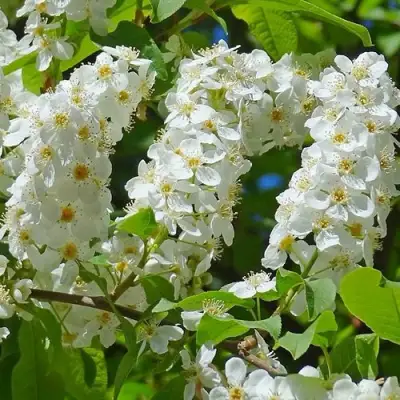 Черемуха ЧАЙКА в Слуцке