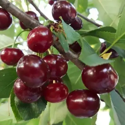 Дюк СЛАВЯНКА в Слуцке