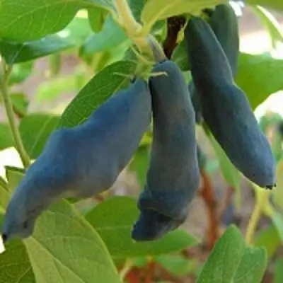 Жимолость съедобная НИМФА (ГАММА) в Слуцке