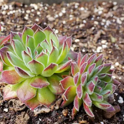 Молодило РУССКОЕ в Слуцке