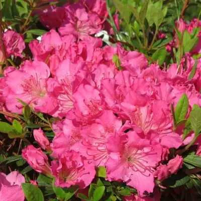 Азалия КИРСТИН японская в Слуцке