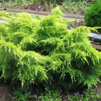 Можжевельник ГОЛД КОСТ средний в Слуцке