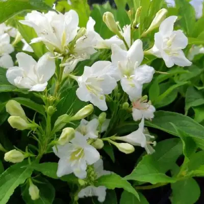 Вейгела БРИСТОЛЬСКАЯ СНЕЖИНКА в Слуцке