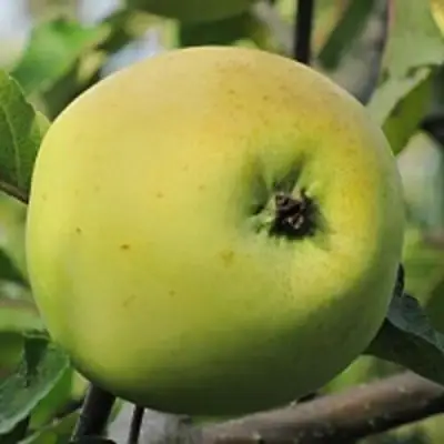 Яблоня РОССИЯНКА в Слуцке