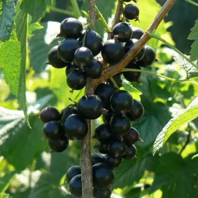 Смородина черная ВОЛОГДА в Слуцке