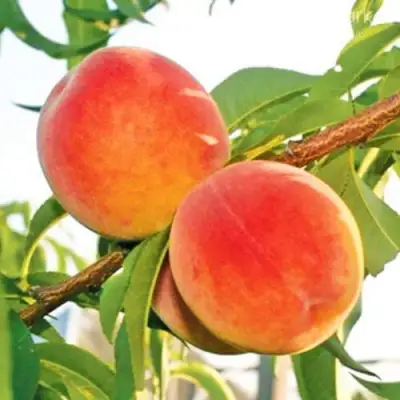 Персик ОНТАРИО в Слуцке