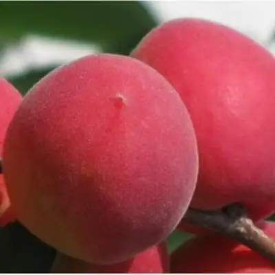 Абрикос РУБИН в Слуцке