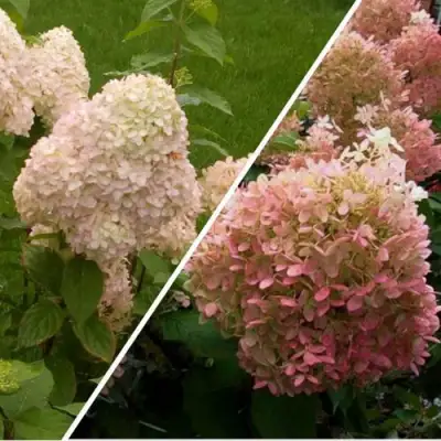 Комплект НЕЖНЫЕ ЧУВСТВА в Слуцке