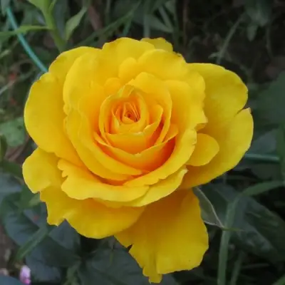 Роза КЕРИО чайно-гибридная в Слуцке