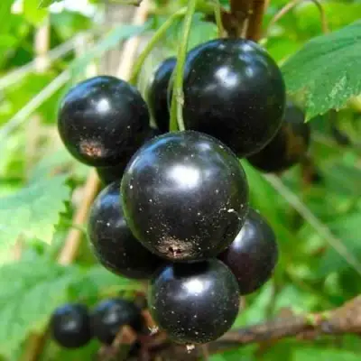 Смородина чёрная ЛЕНТЯЙ в Слуцке