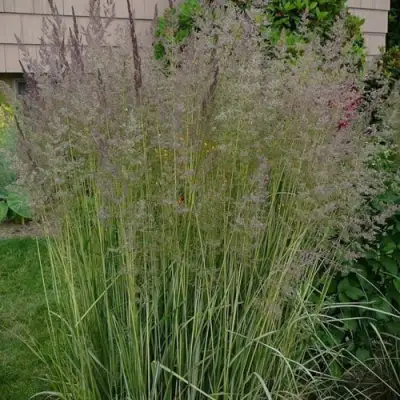 Вейник АВАЛАНШ остроцветковый в Слуцке