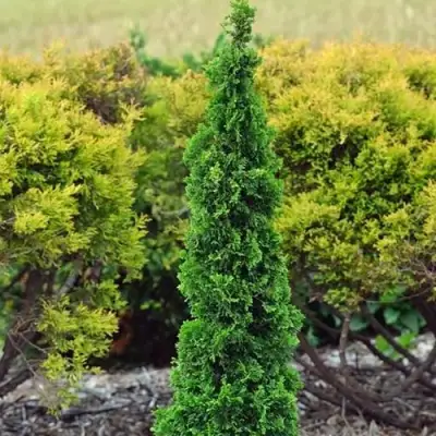 Туя СПИРАЛИС МИНИ западная в Слуцке